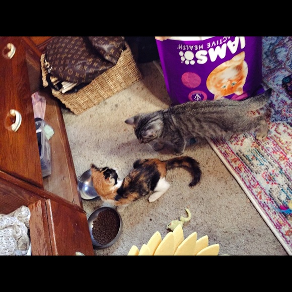 PSA : My Furry Friends - Picture 6 of 12